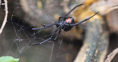 The black widow can be found throughout the entire United States, making it a prominent hazard for arborists everywhere. Its venom is so toxic, it can cause severe pain, nausea, and, in rare cases, paralysis. Source:Gerald Holmes, Cal Poly San Luis Obispo, Bugwood.org