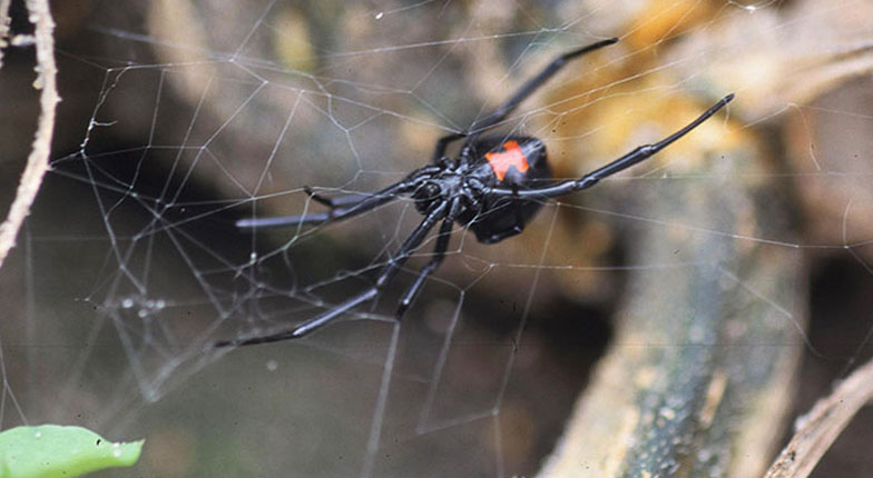 The black widow can be found throughout the entire United States, making it a prominent hazard for arborists everywhere. Its venom is so toxic, it can cause severe pain, nausea, and, in rare cases, paralysis. Source:Gerald Holmes, Cal Poly San Luis Obispo, Bugwood.org