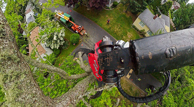Protecting the understory took careful maneuvering in a small space.  Source: All photos by Tchukki Andersen