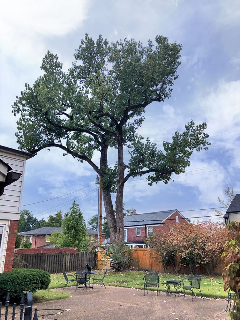 The groomed Cottonwood standing healthy and tall after enduring the May 16th tornado that hit St. Louis. Source: Ryfe Greenwood