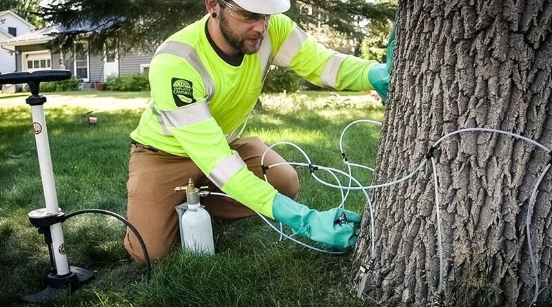 Tree injections can be an effective way to deliver targeted treatments in trees. Source: Rainbow Ecoscience