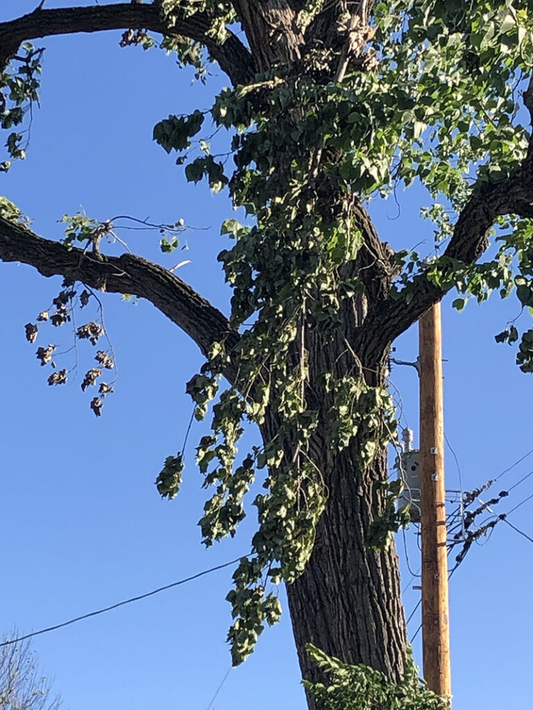 Close-up for scale of branch size lost during the May 16th tornado. Source: Tree owner