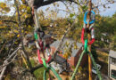 E.J. employed SRS and MRS climbing systems to access a difficult section of the Cottonwood's canopy. Source: E.J. Turner