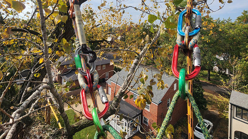 E.J. employed SRS and MRS climbing systems to access a difficult section of the Cottonwood's canopy. Source: E.J. Turner