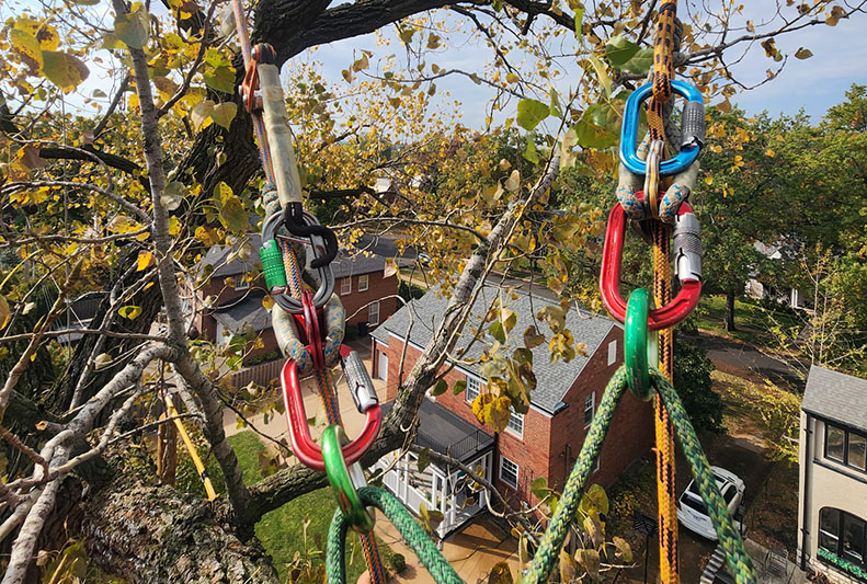 E.J. employed SRS and MRS climbing systems to access a difficult section of the Cottonwood's canopy. Source: E.J. Turner