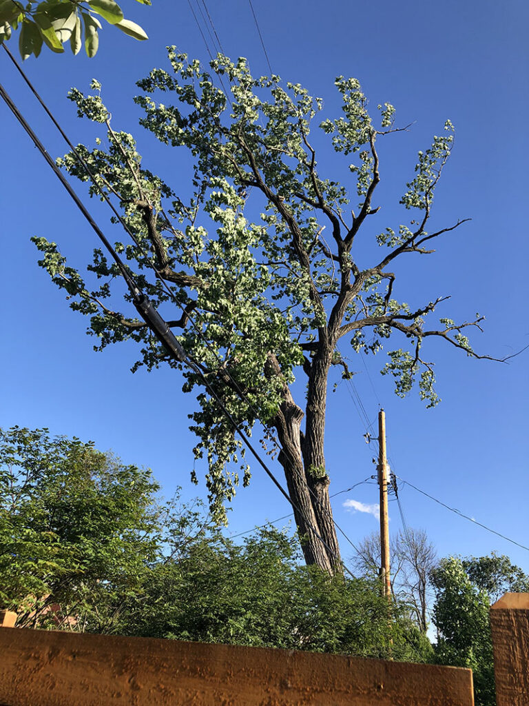Image showing the defoliated, west-facing side of the canopy after the storm event of May 16th. Source: Tree Owner